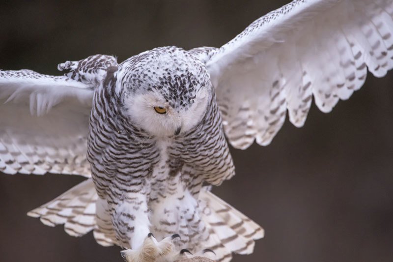 Owl flying