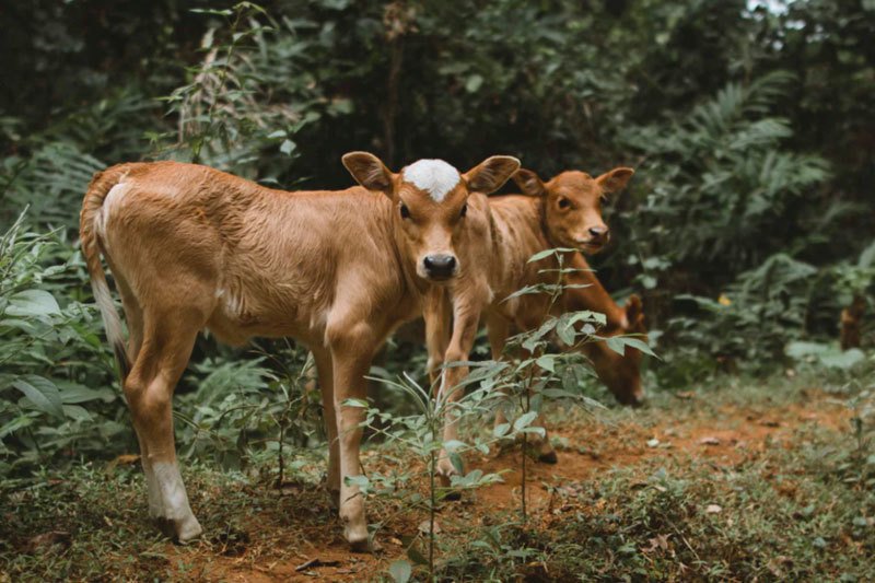 Two Calves Needing Protection