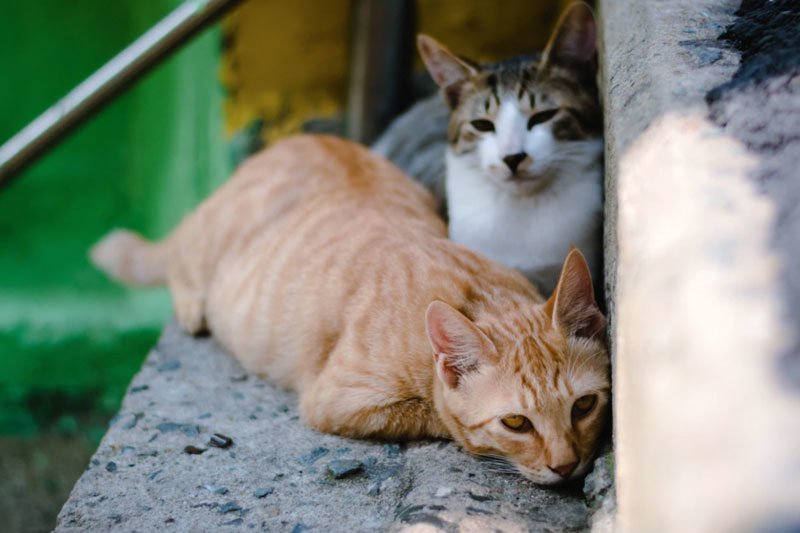 Stray Feral Cats