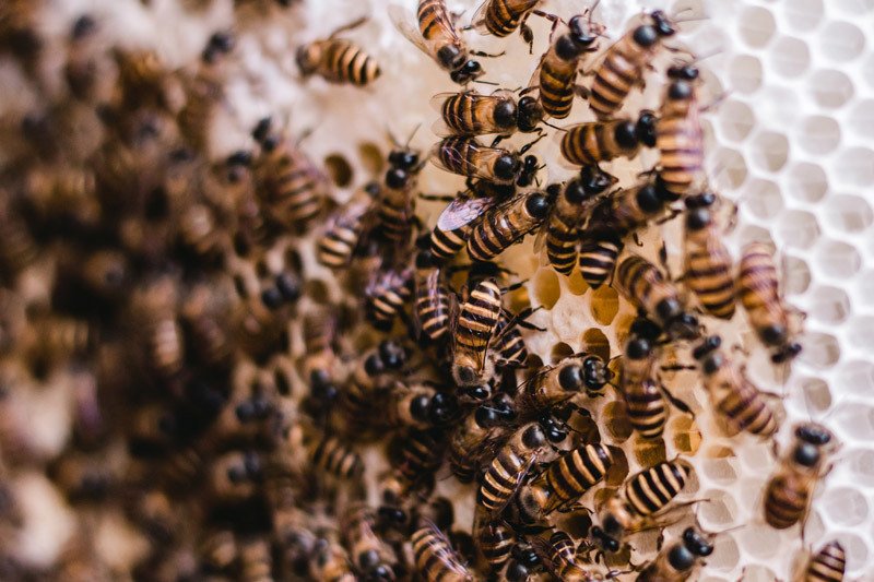 Bees on honeycomb in a beehive
