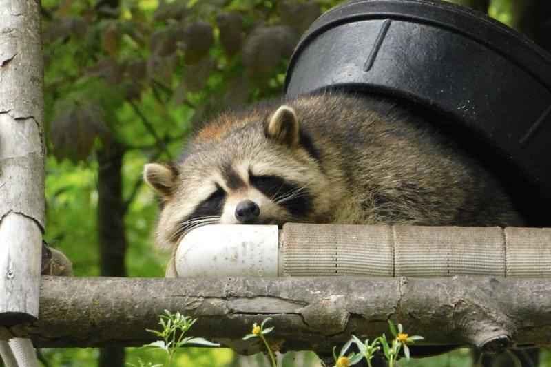 Raccoon hiding in a yard on a fence