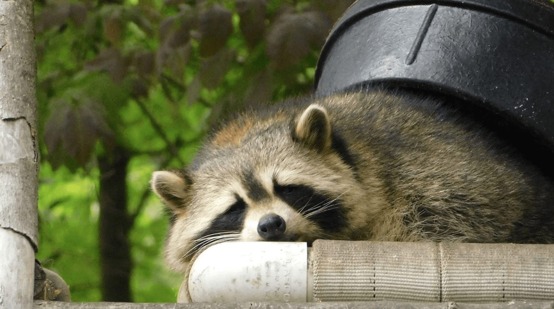 Raccoon hiding in a yard on a fence