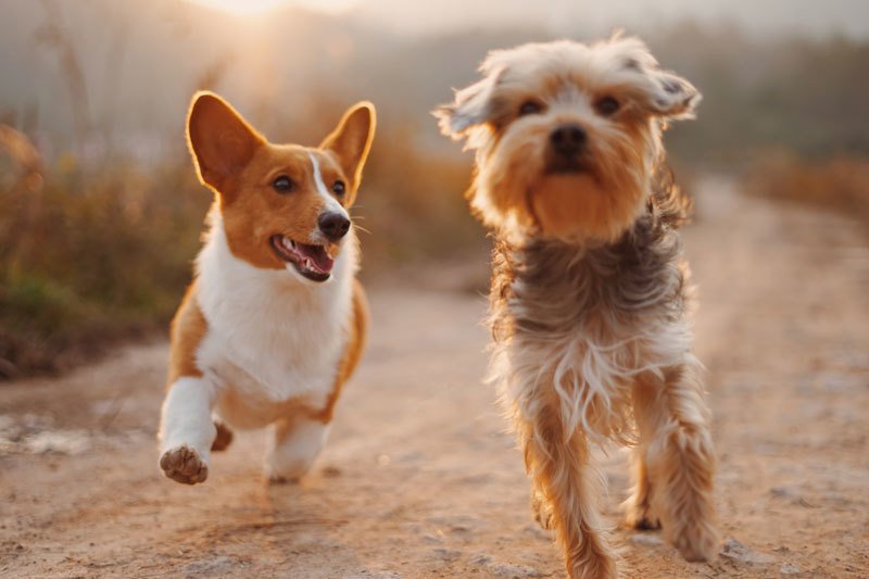 Dogs Running Happily