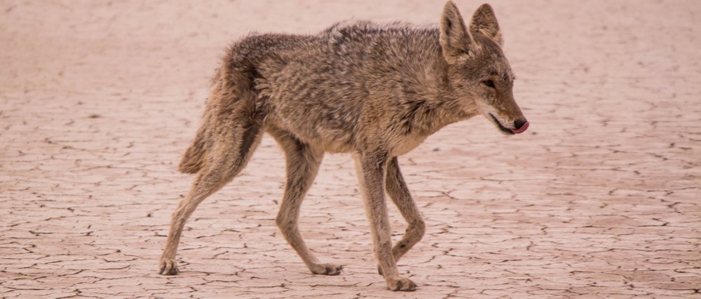 Coyotes: Identify the Kill