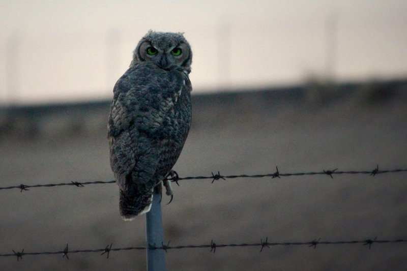 Owl perched on a barbed wire fence