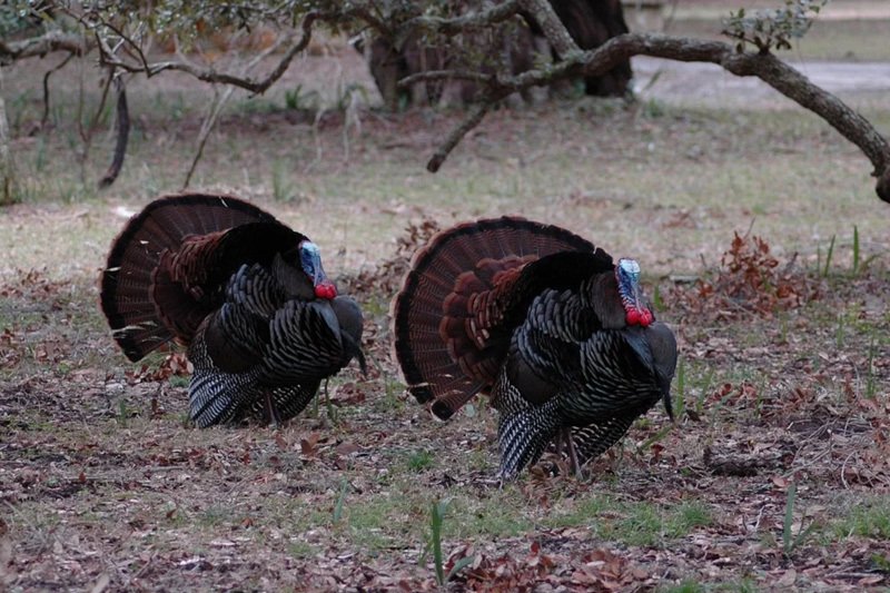 Two wild turkeys in the grass