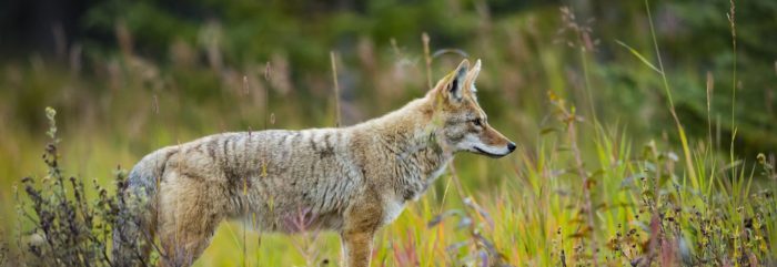 Coyote in Field