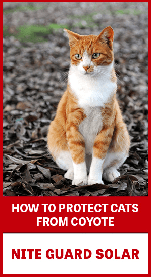 Cat with text: How to Protect Cats from Coyote with Nite Guard Solar