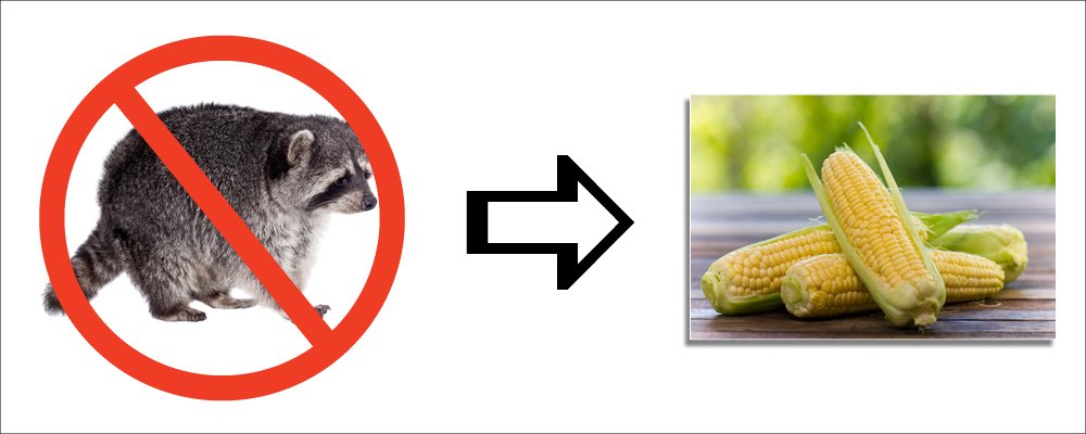 Keep Raccoons Out of Your Sweet Corn