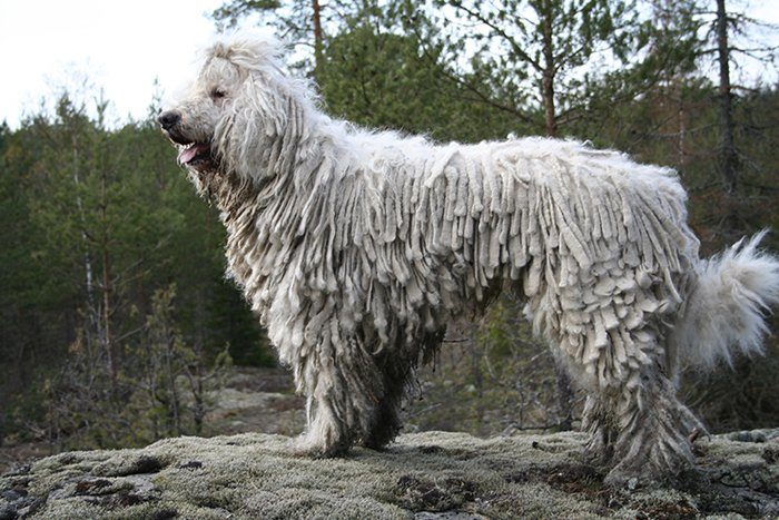 Komondor: Guarding Dog Breeds