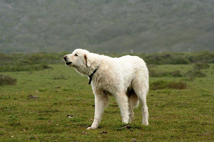 Akbash: Guarding Dog Breeds