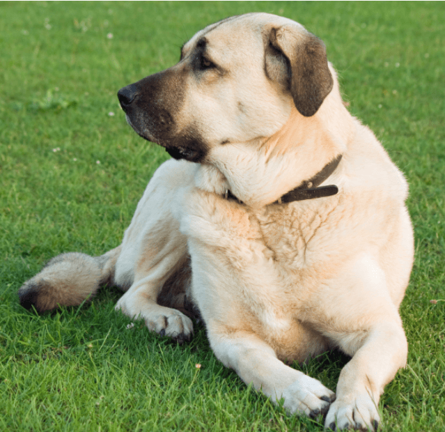 Anatolian Shepherd: Guarding Dog Breeds