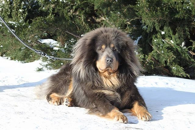 Tibetan Mastiff: Guarding Dog Breeds