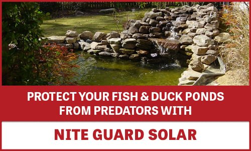 Pond Predator Control
