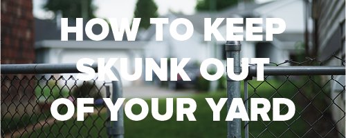 Skunk Deterrent