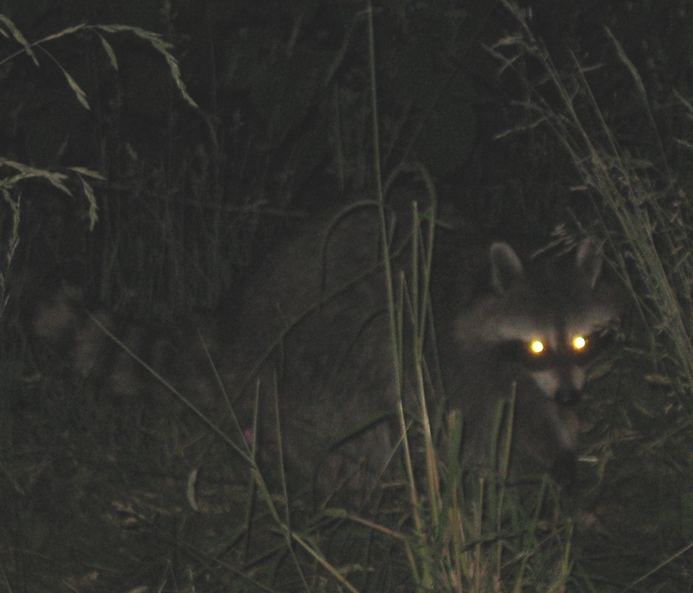 Nocturnal Hunt