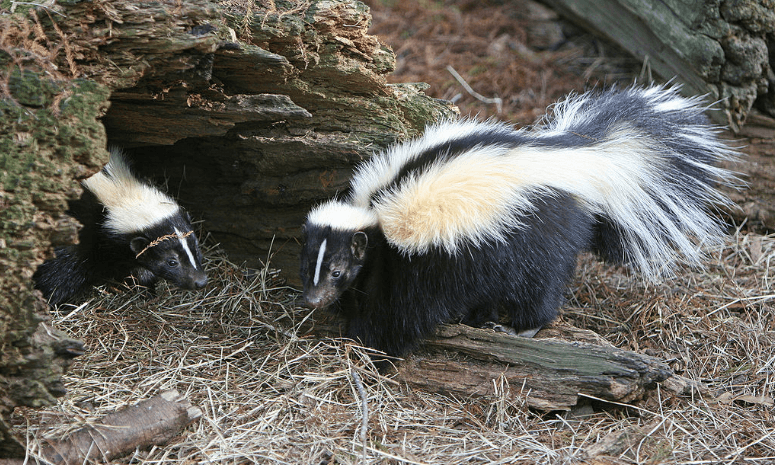 Keep Skunks Away