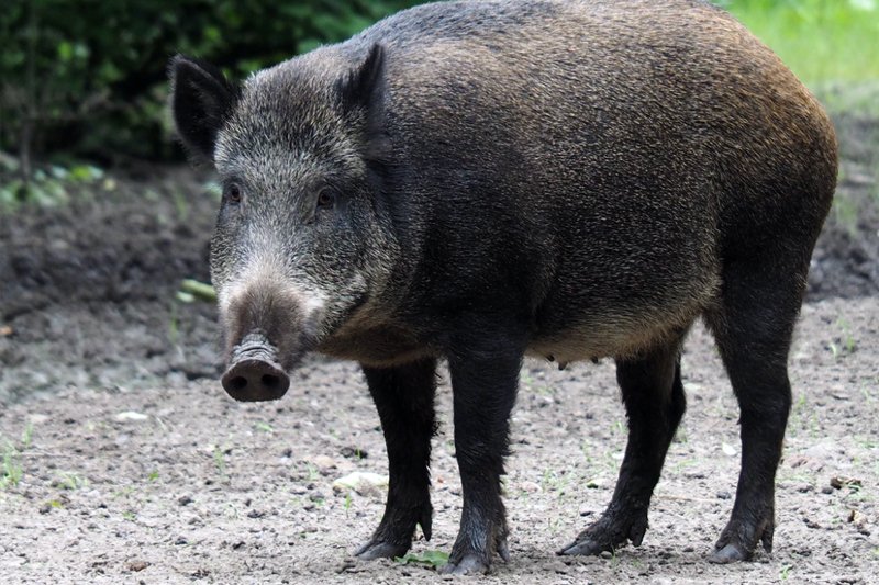 Wild Boar, Wild Pig