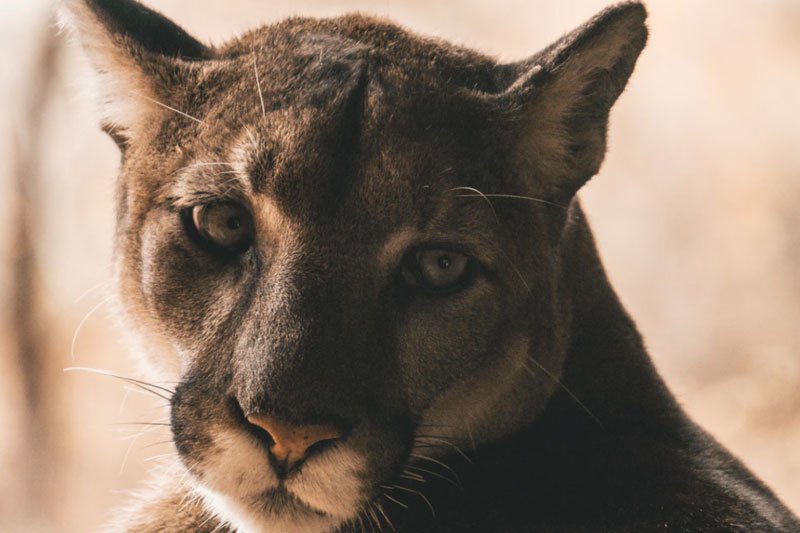 Mountain Lion