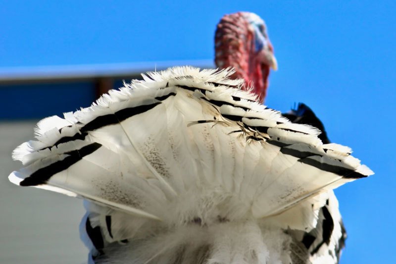 Turkey from the rear