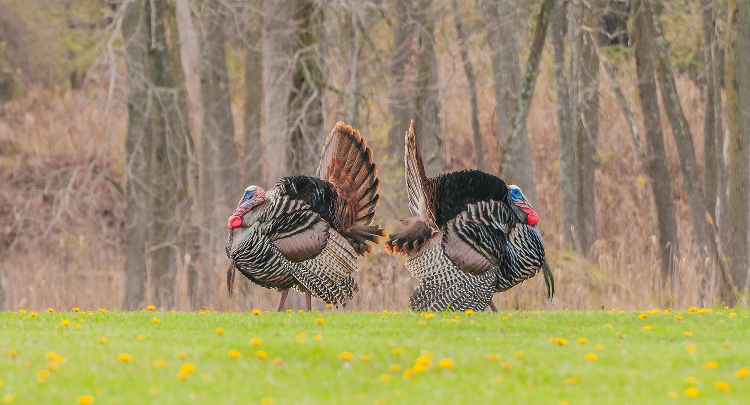 Turkeys